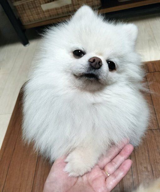 「オテ」をする大吉くん