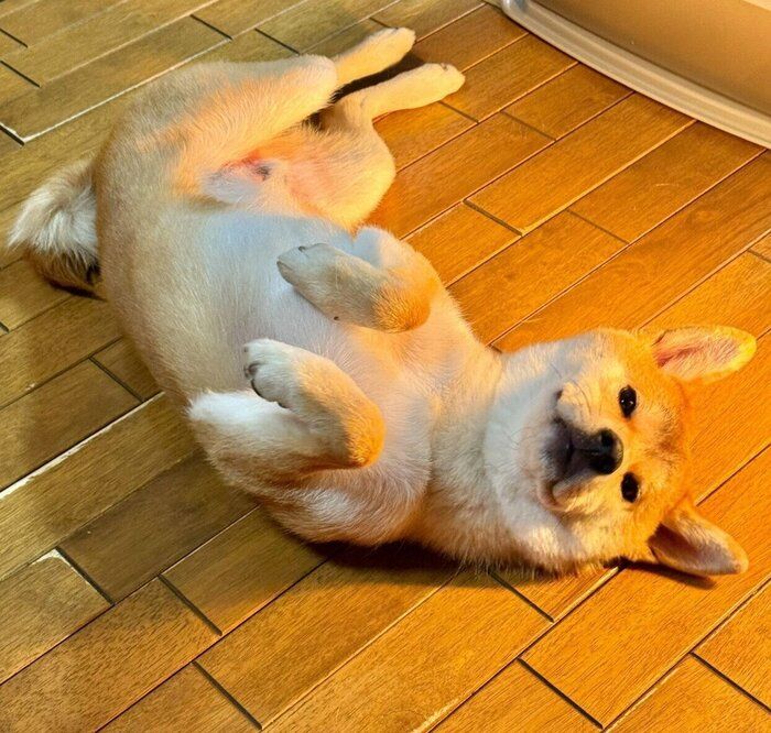 ヘソ天するいぶきちゃん