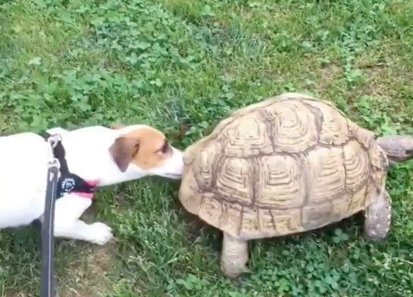 ジャック・ラッセル・テリアとリクガメ