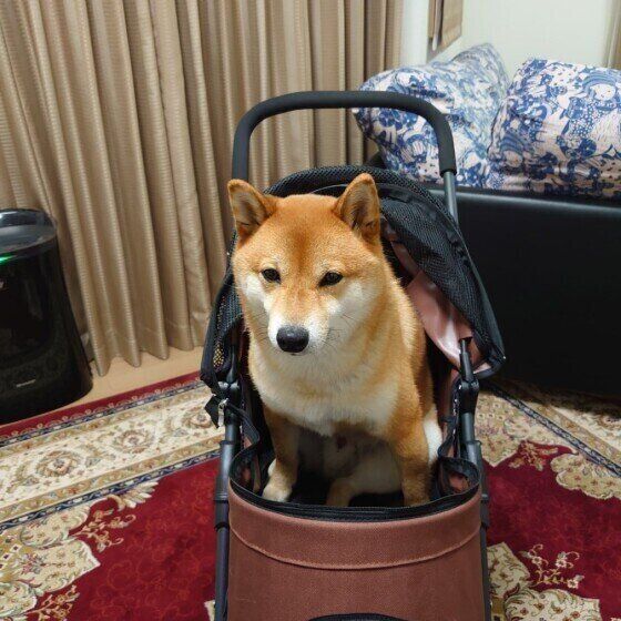 カートに乗る柴の小太郎ちゃん