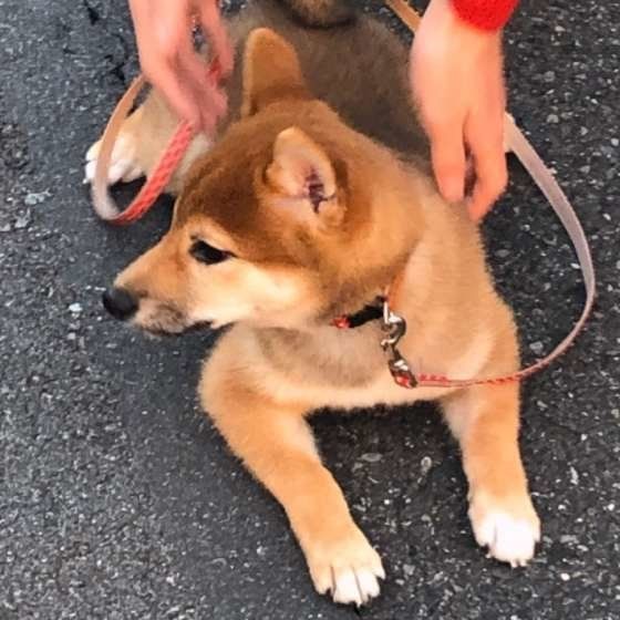 獣医師監修:適度なストレスや経験が犬にプラスになることも