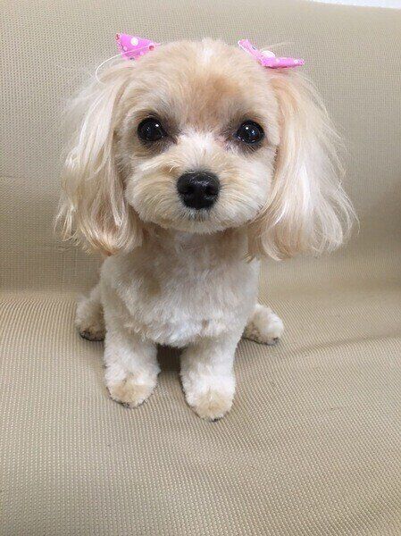 ミックス犬のクルミちゃん
