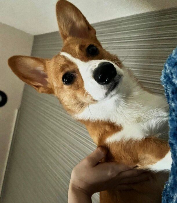 飼い主さんを見下ろすむぎちゃん