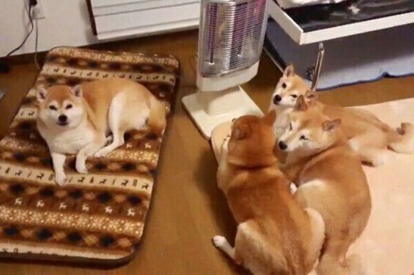 飼い主さんに圧をかける柴犬一家