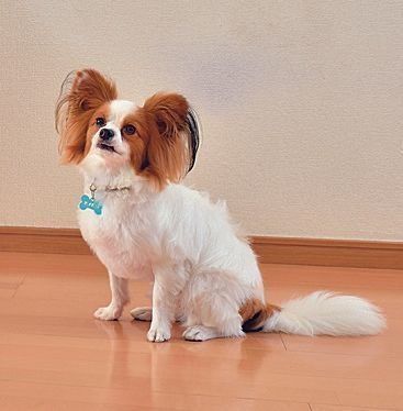 やめてほしくて怒り顔をしているのに、思いが通じず不快(撮影/佐藤正之)