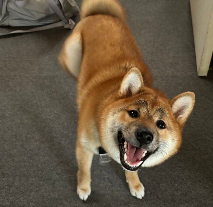 笑顔が可愛い柴子ちゃん