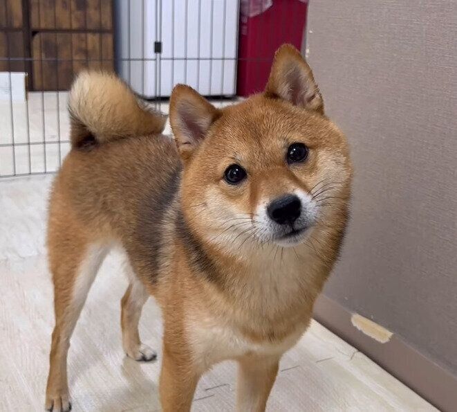 お風呂のあとはハイテンションな柴犬 気持ちよさそうにタオルドライ