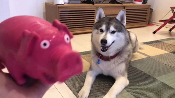 豚のオモチャで遊ぶシベリアン・ハスキー