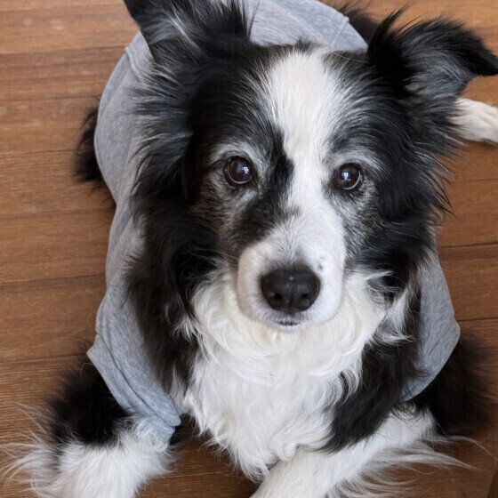 犬がピーピー鳴く理由と対処法 鼻を鳴らす犬の特徴とは？ いぬのきもち