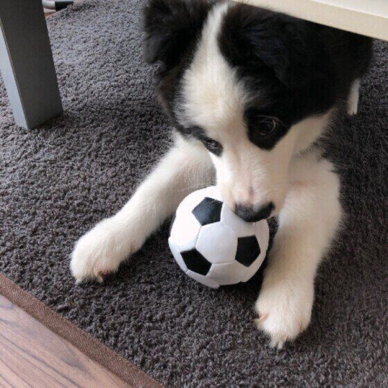 サッカーボールを抱えたボーダー・コリー