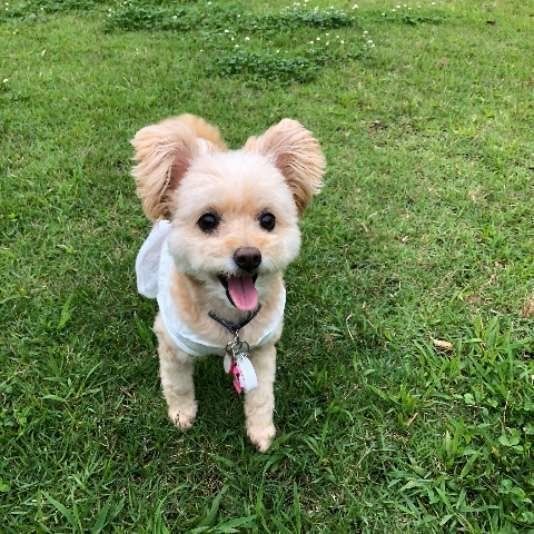 ミックス犬