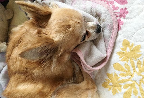 眠るチワワ