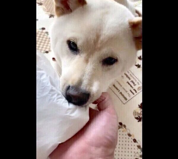 かまってアピールが可愛いはるちゃん