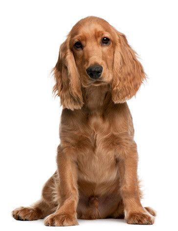 ウィンスタンレイの大きな犬、サイズ9！、犬種はコッカースパニエル f7cc9330442de2c9d76b09c562b0c7