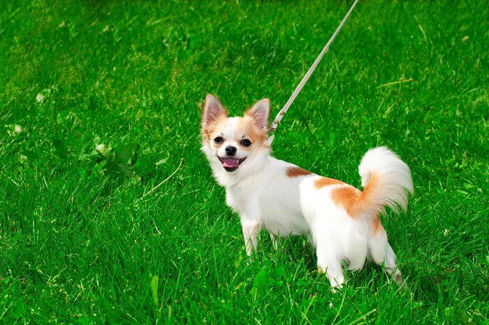 ニコニコ散歩する小型犬
