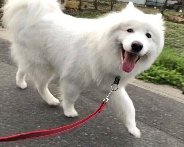 お散歩するサモちゃん