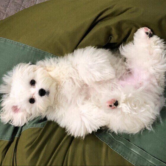 見つめるマルチーズ
