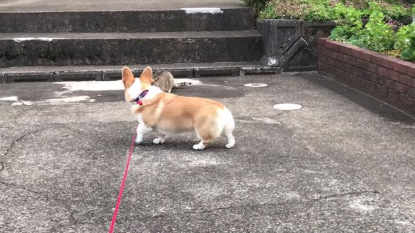 年下ニャンコ