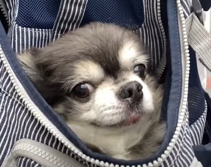 眠気に勝つ犬