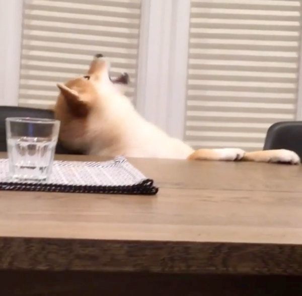 イタズラする柴犬