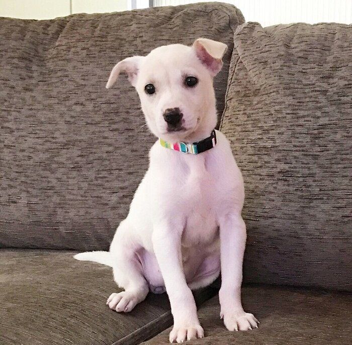 生後3カ月でお迎えしたあどけない保護子犬→7年後には“おもしろ顔”で家族を笑わせる存在に！