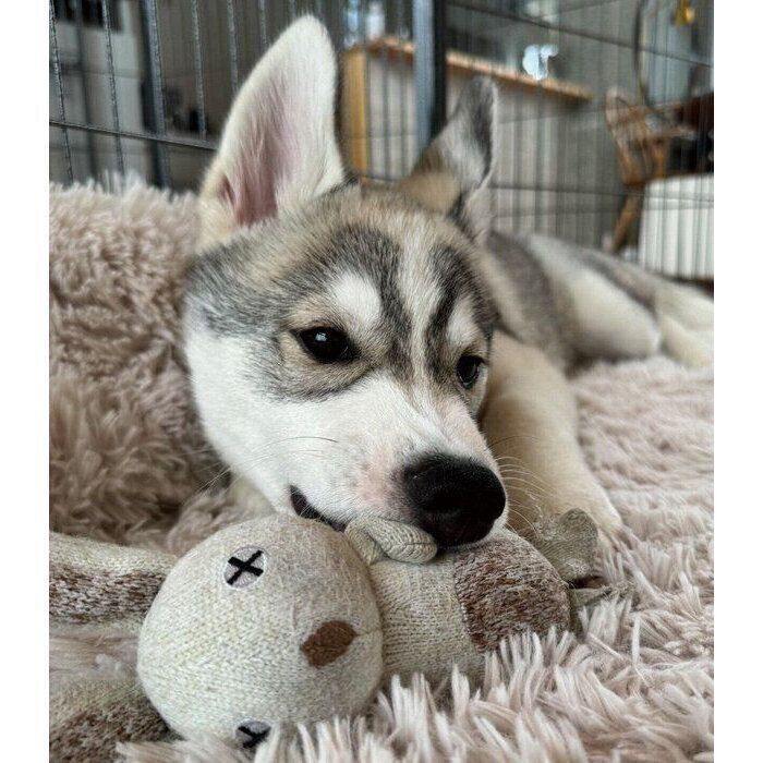 「ぬいぐるみのうさぎさん」が大好きなハスキー子犬 1年経っても変わらず大切にする姿が尊い!