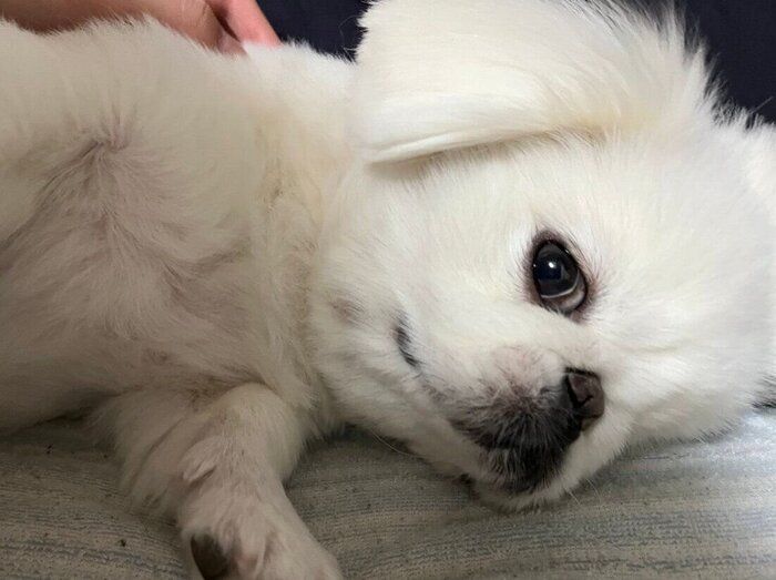 まったりするしらたまくん