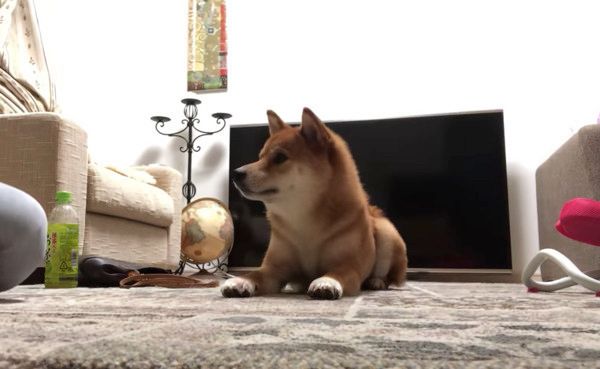 こんにちはの練習をする柴犬
