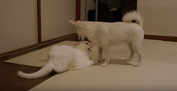 怒る猫