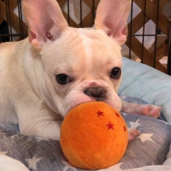 6ヶ月のフレンチブルドッグ