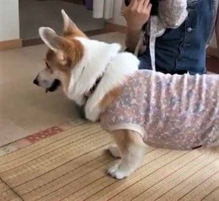 コーギー姉妹