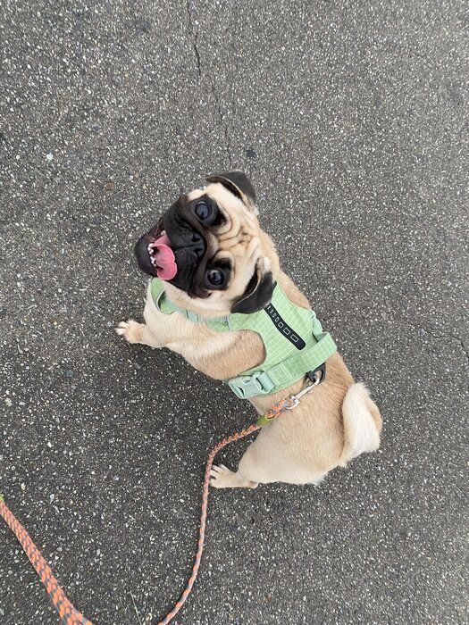 散歩中に飼い主を見上げるパグ