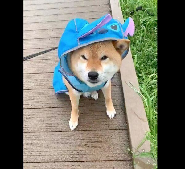 カッパを着る銀次くん