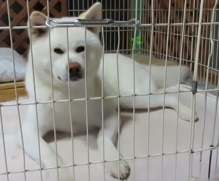 地震直後の犬