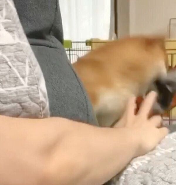 靴下を盗んだうにくん