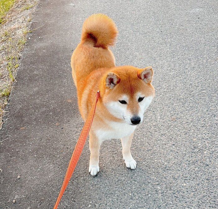 「歩きたくない」といった表情をするつむちゃん