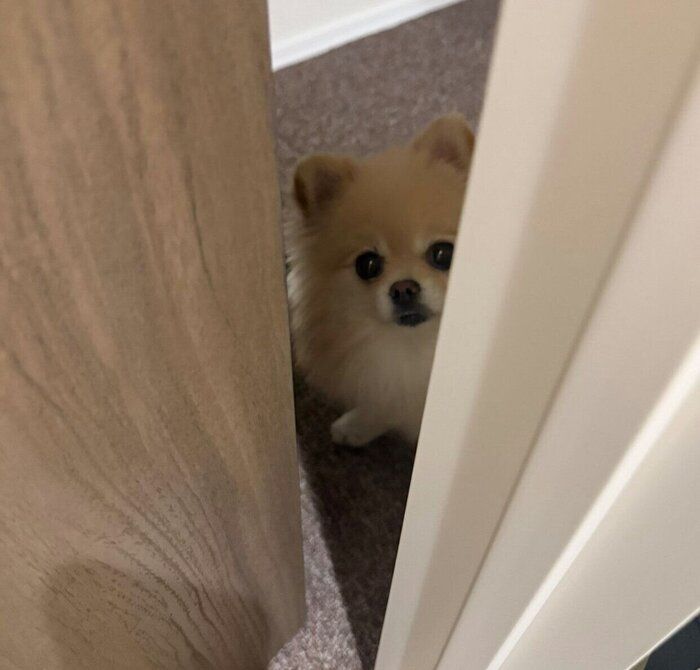 飼い主さんを心配そうに見つめる若様
