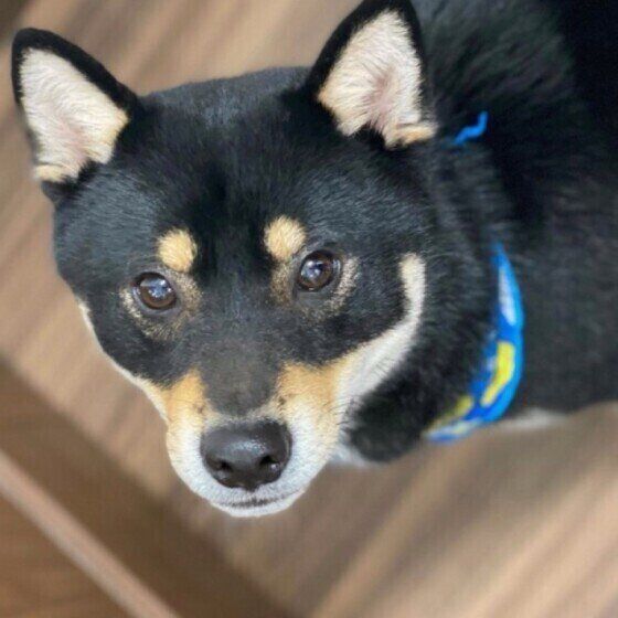 見つめる柴犬