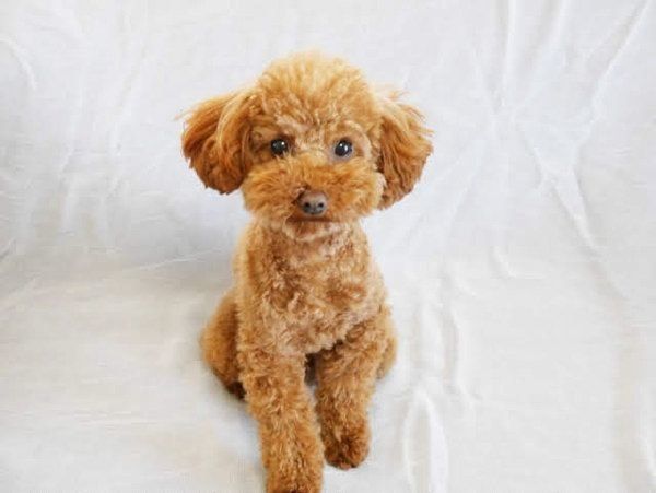見つめる犬