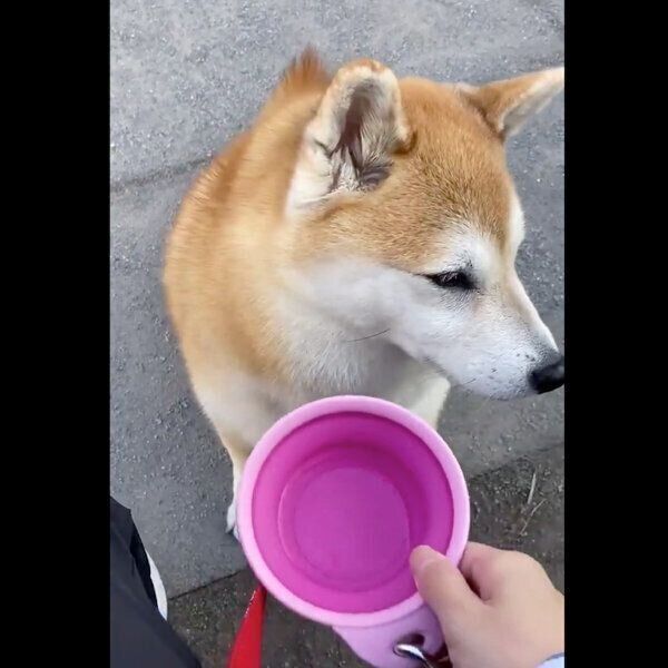 お水は飲みたくないまるちゃん