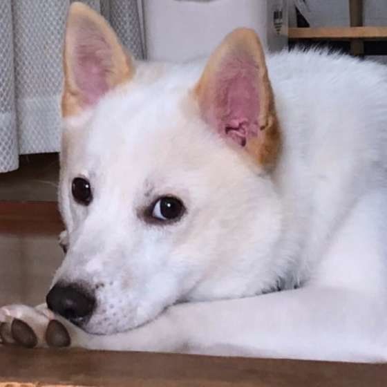 伏せをする犬