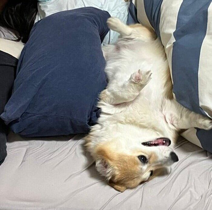 ゴロゴロし続けるグリコちゃん