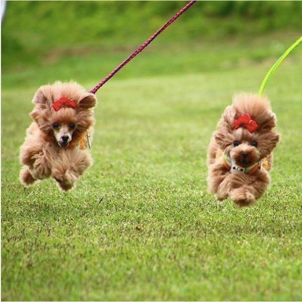 飛行犬