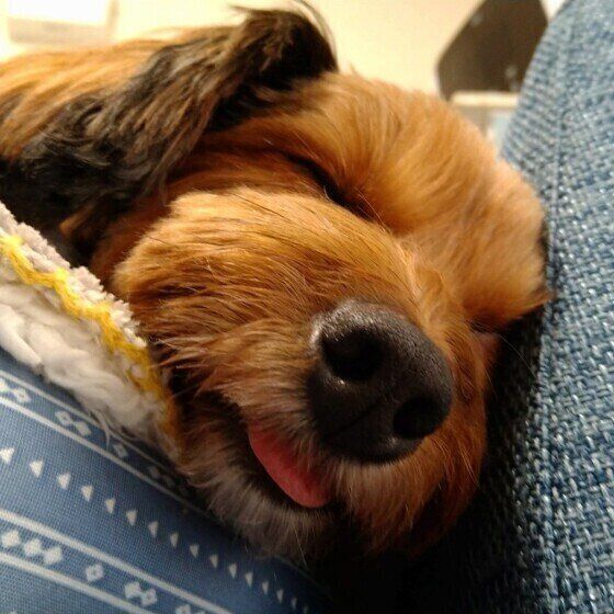 眠る犬