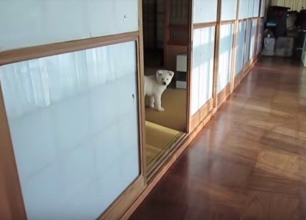秋田犬