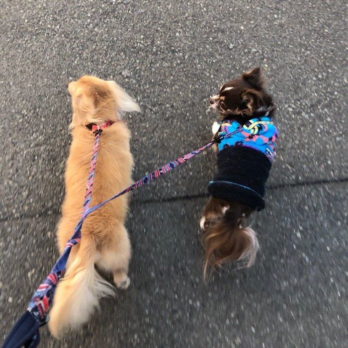 散歩中