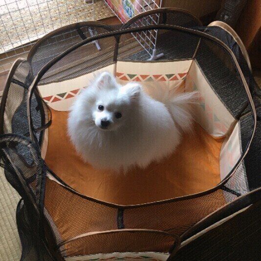 サークルに入るポメラニアン