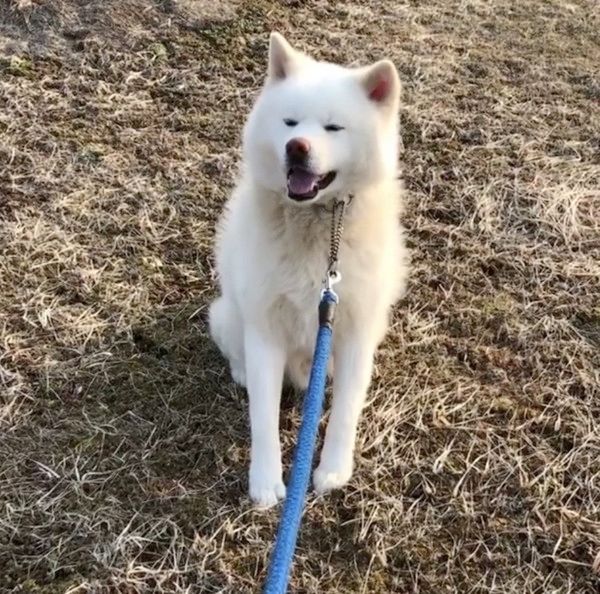 お散歩中にストライキを起こす秋田犬