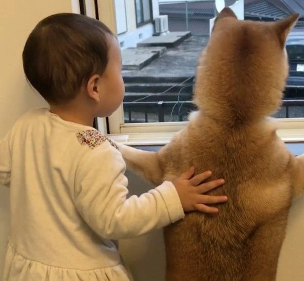 番犬をする犬