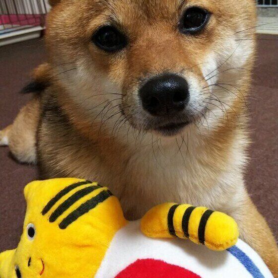 ヒゲがたくさん生えた柴犬